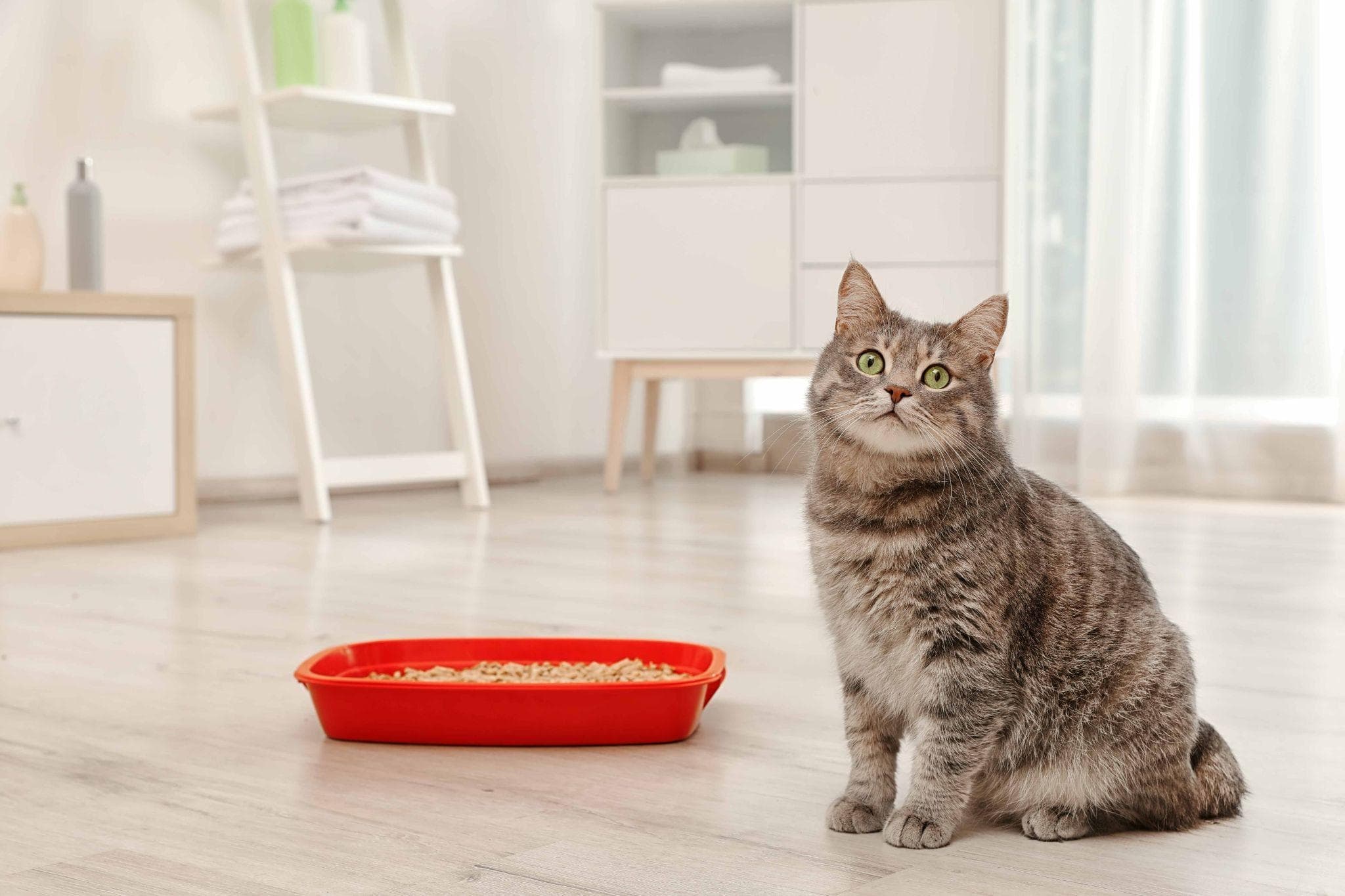 Not Using the Litterbox? What Your Cat Might be Telling You