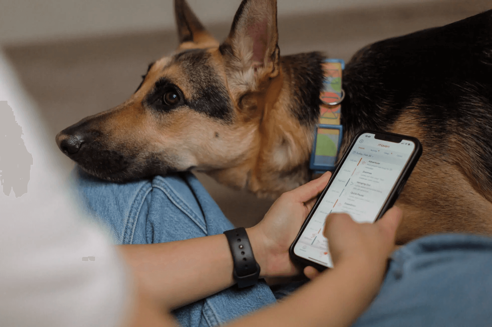Does Your Dog or Cat Need a Wearable? Partnering with Maven for Pet Peace of Mind