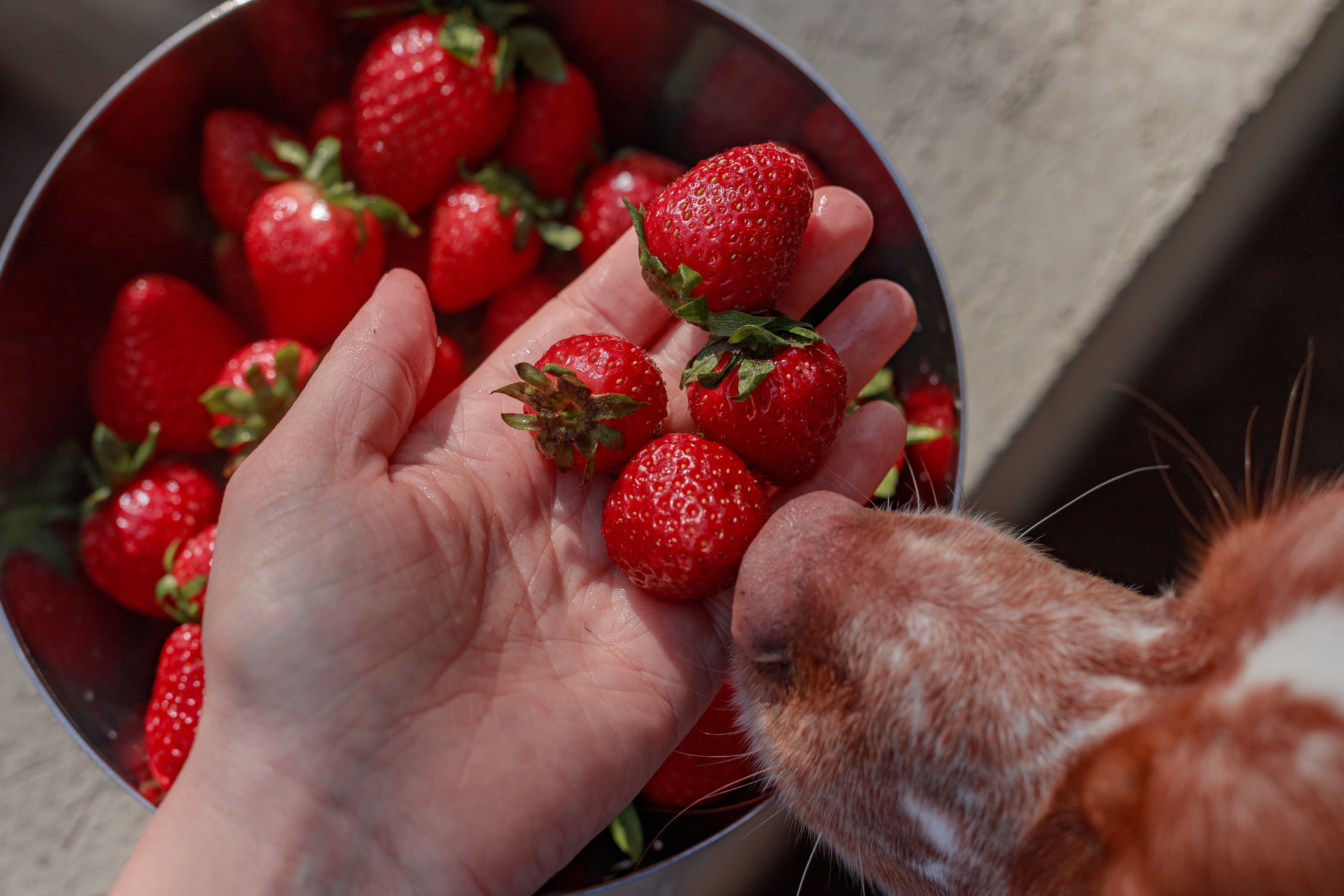 Can Dogs Eat Strawberries and Other Fruits?