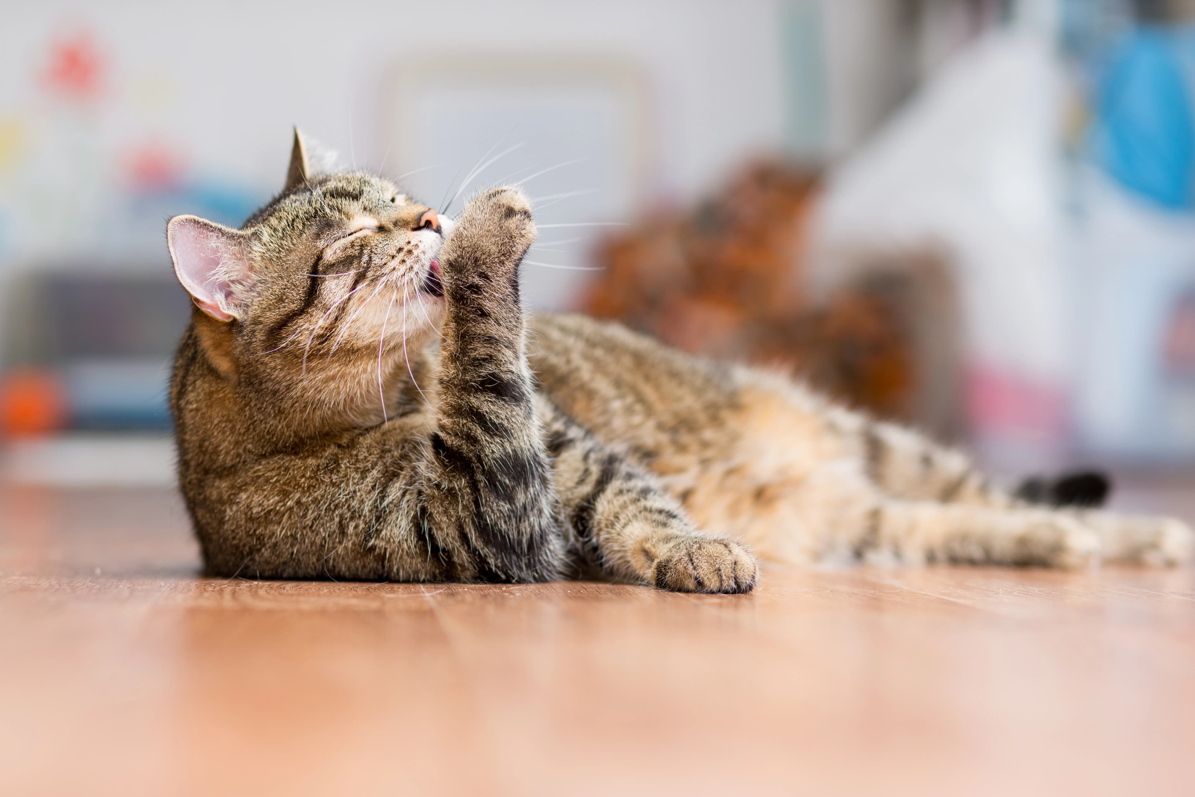 Hairballs or Health Problem? Knowing When to Worry