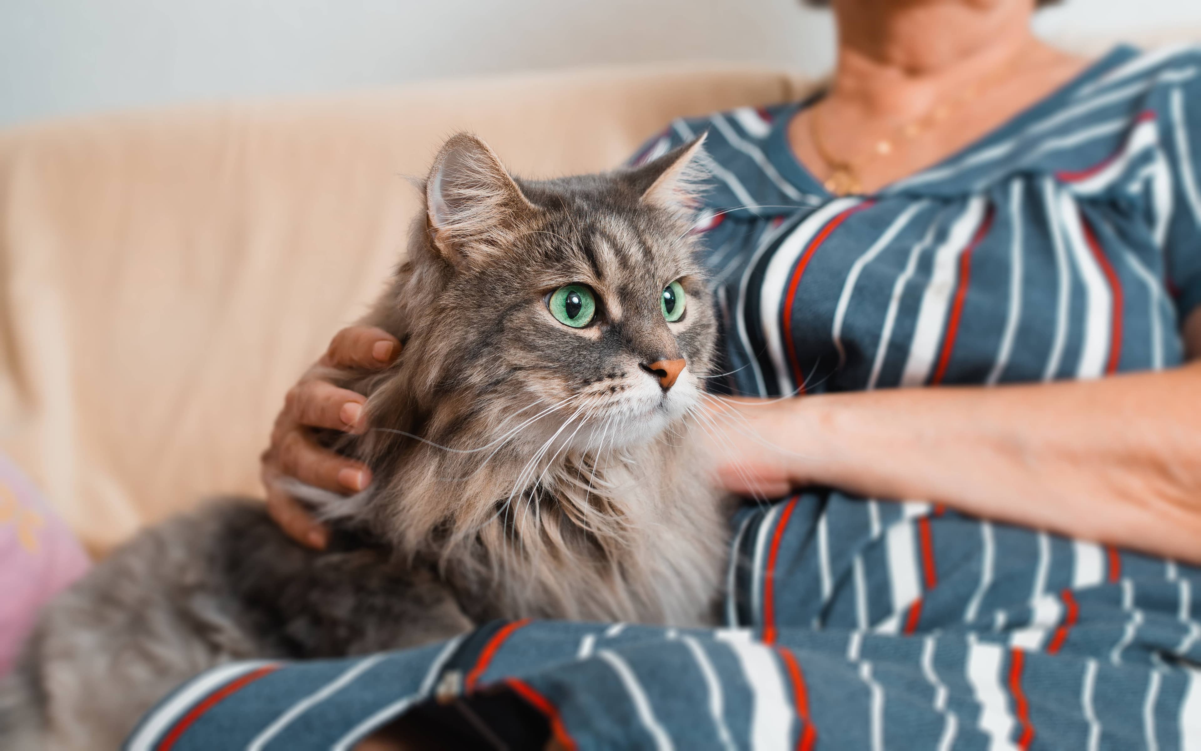 Four Health Conditions Your Pet May Be Hiding