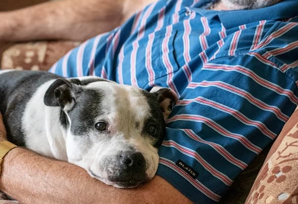 Seven Common Chronic Health Conditions in Pets