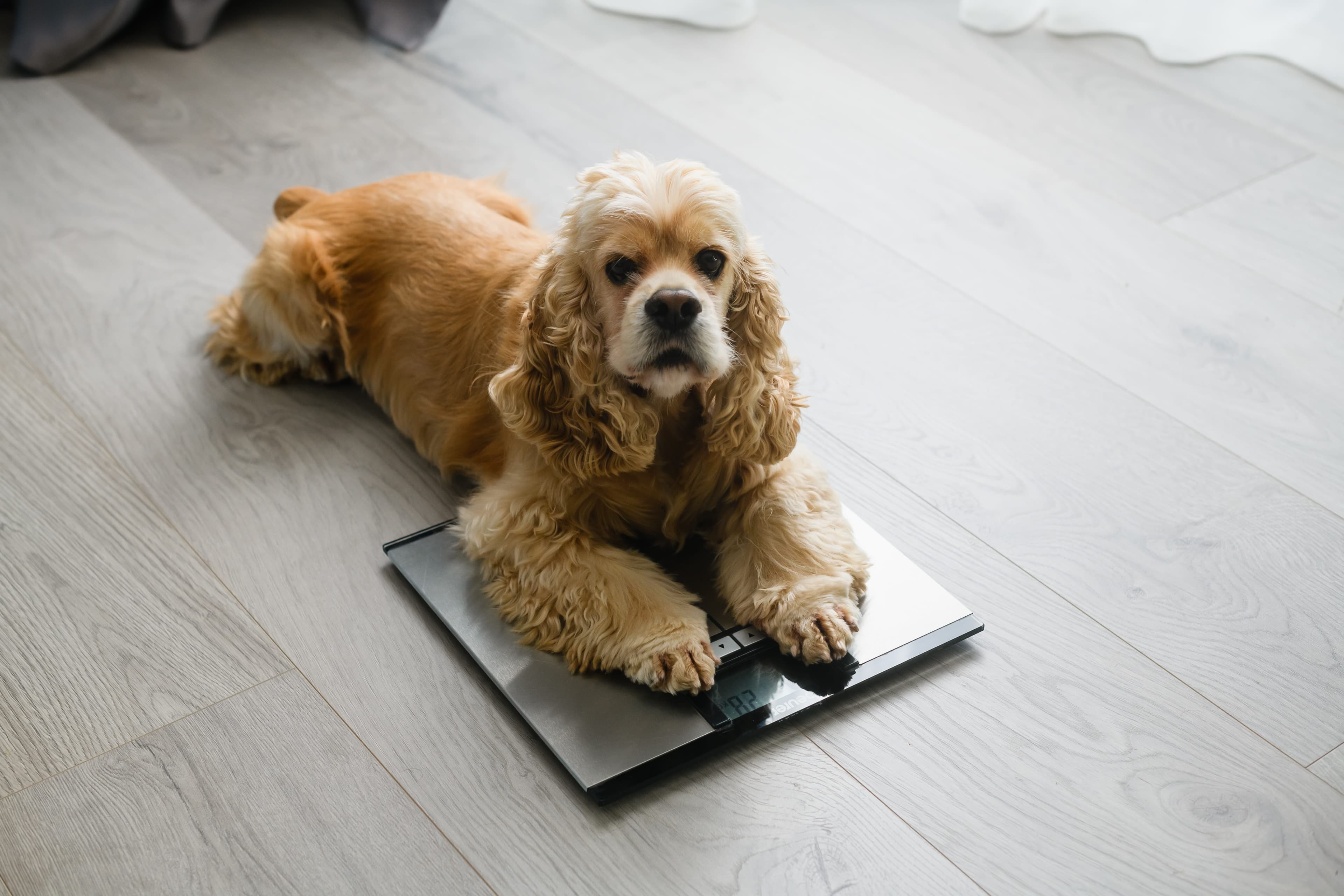 Is Your Pet's Weight Healthy?